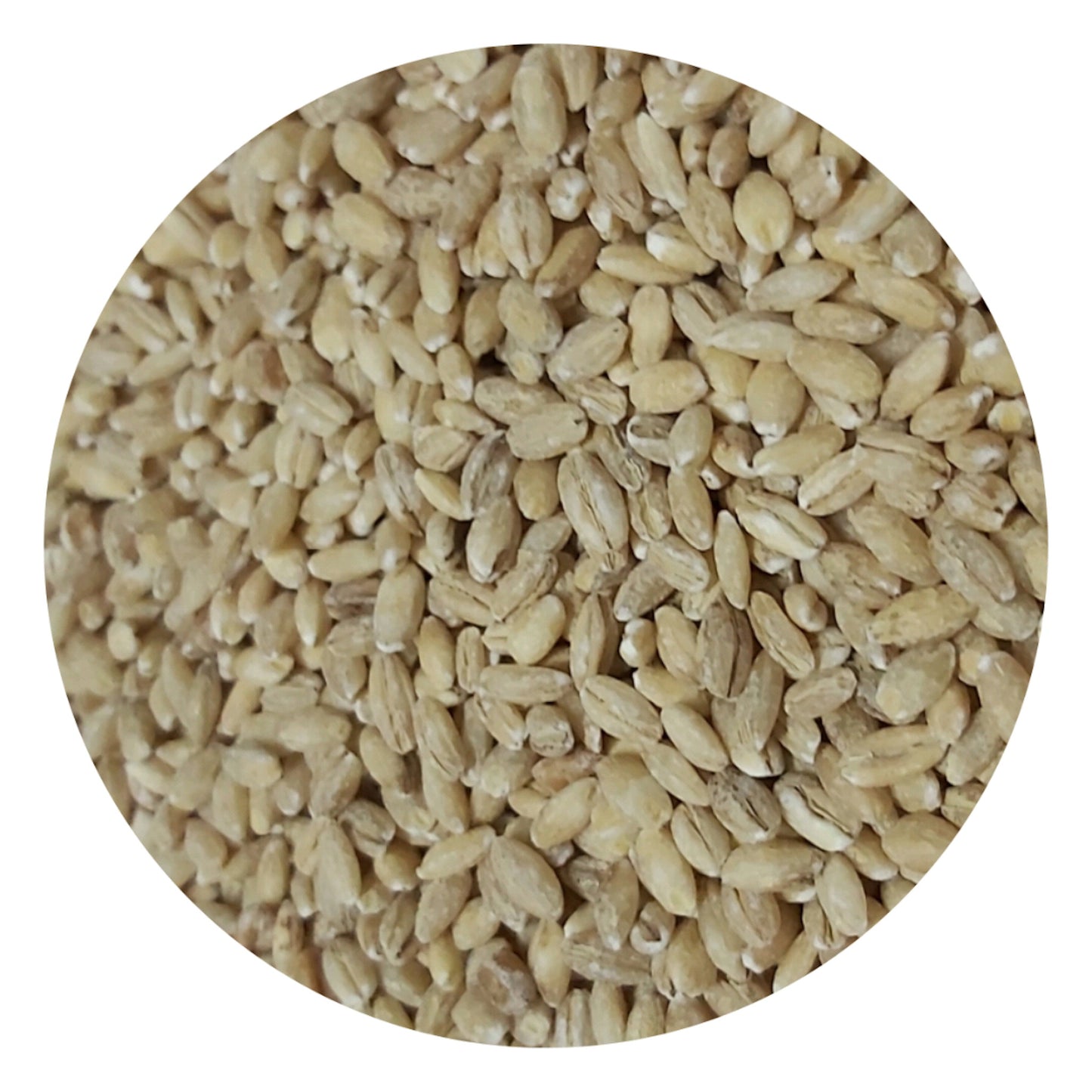 Pearled Barley - jau