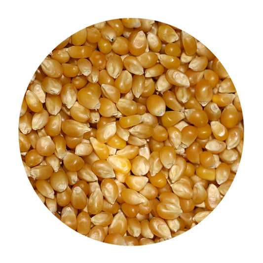 Popcorn - maize makki